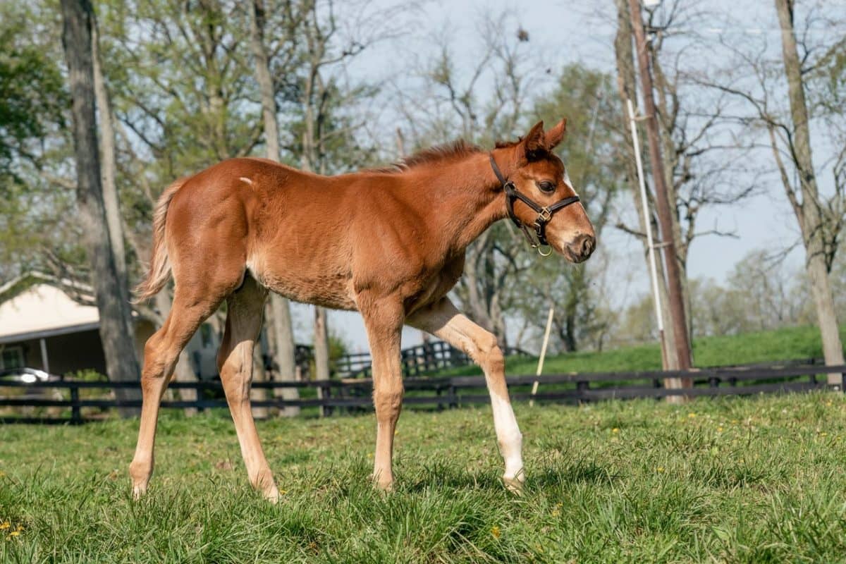 Electric Boat colt | pictured at 1 month old | Bred by Douglas Wert