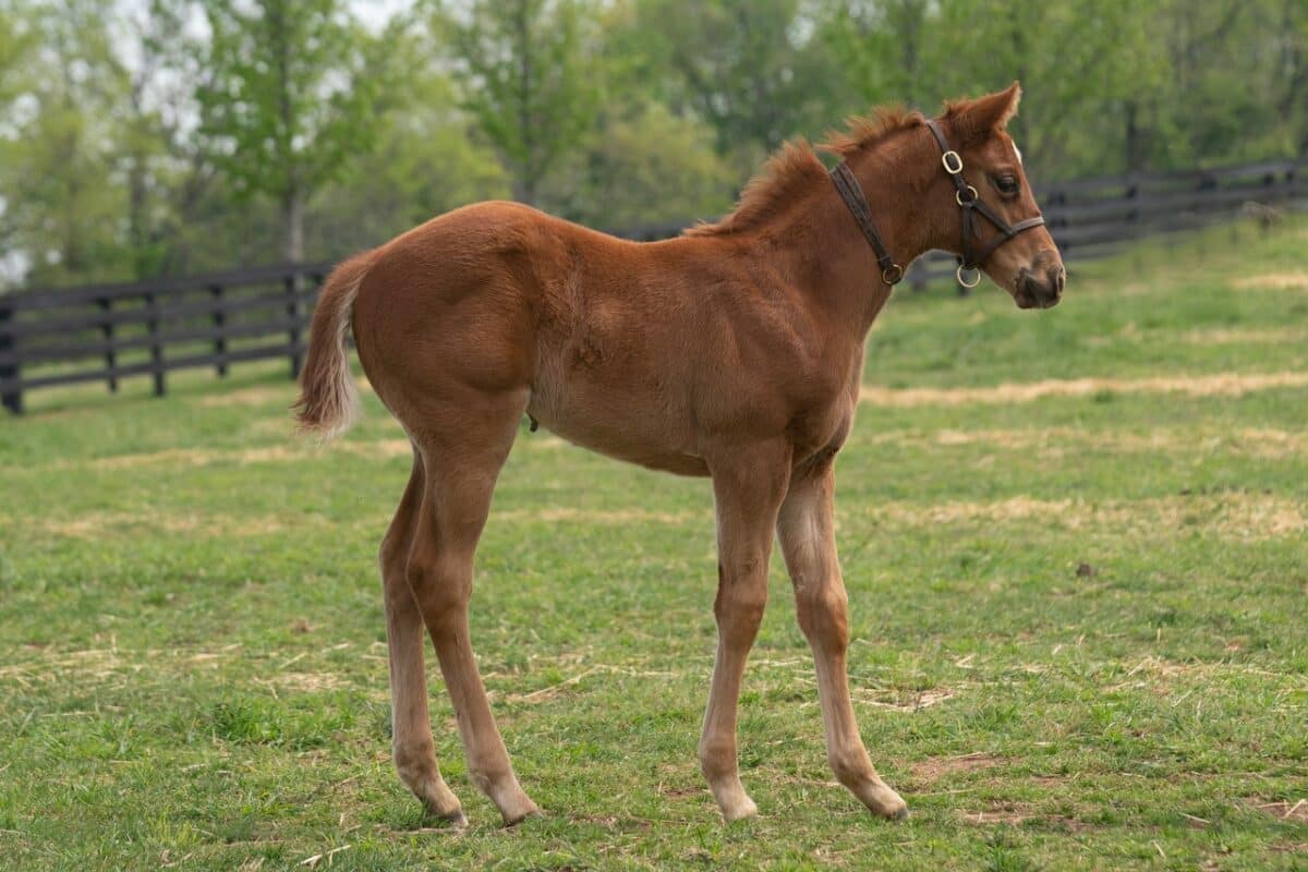 Magic Belle filly | Pictured at 45 days old | Bred by Burleson Farms | Mathea Kelly photo