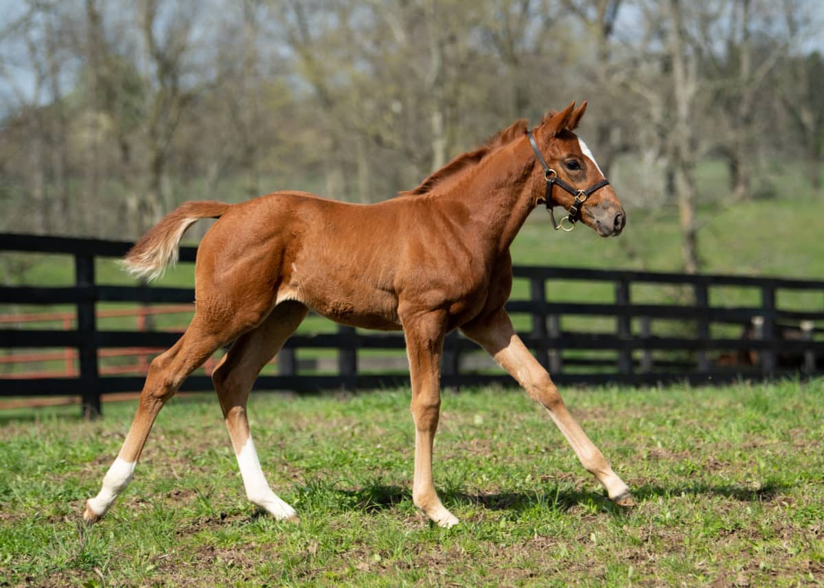 Sound of Thunder 20 filly | Pictured at 37 days old | Bred by Pillar Property Services Inc. | Photo by Spendthrift Farm / Autry Graham