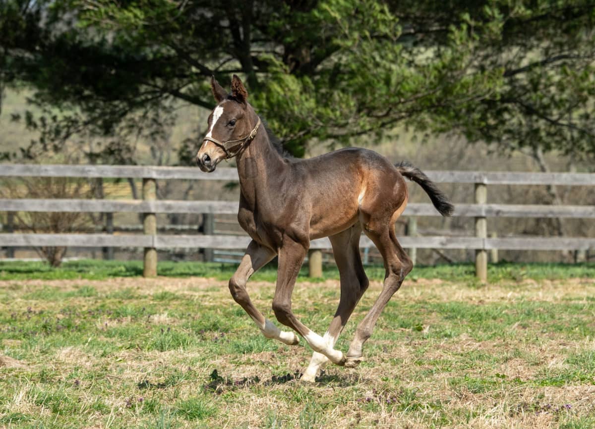 Candy Fortune colt | Pictured at 27 days old | Bred by Sandra Sexton & Silver Fern Farm | Autry Graham photo