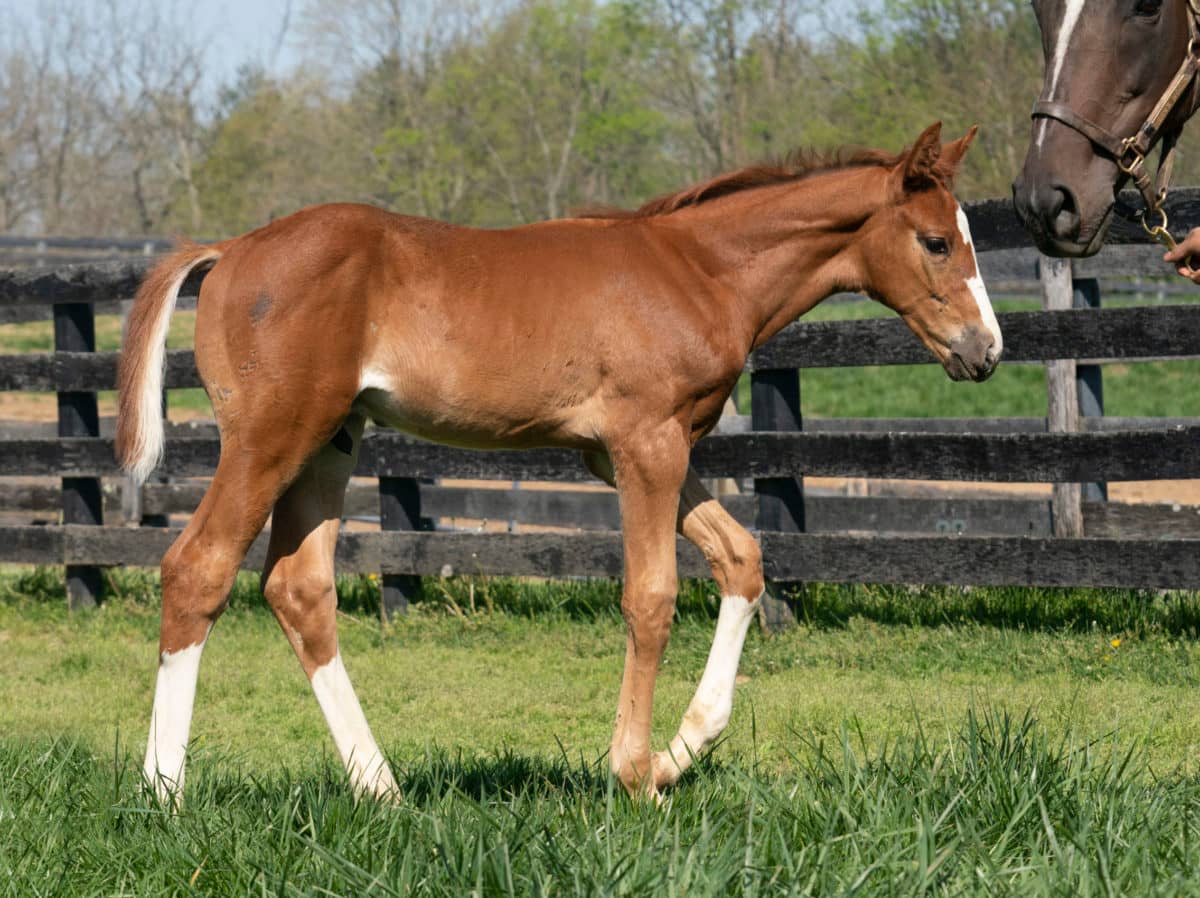 Queen's Wood colt | Pictured at 47 days old | Bred by Haymarket Farm | Mathea Kelly photo
