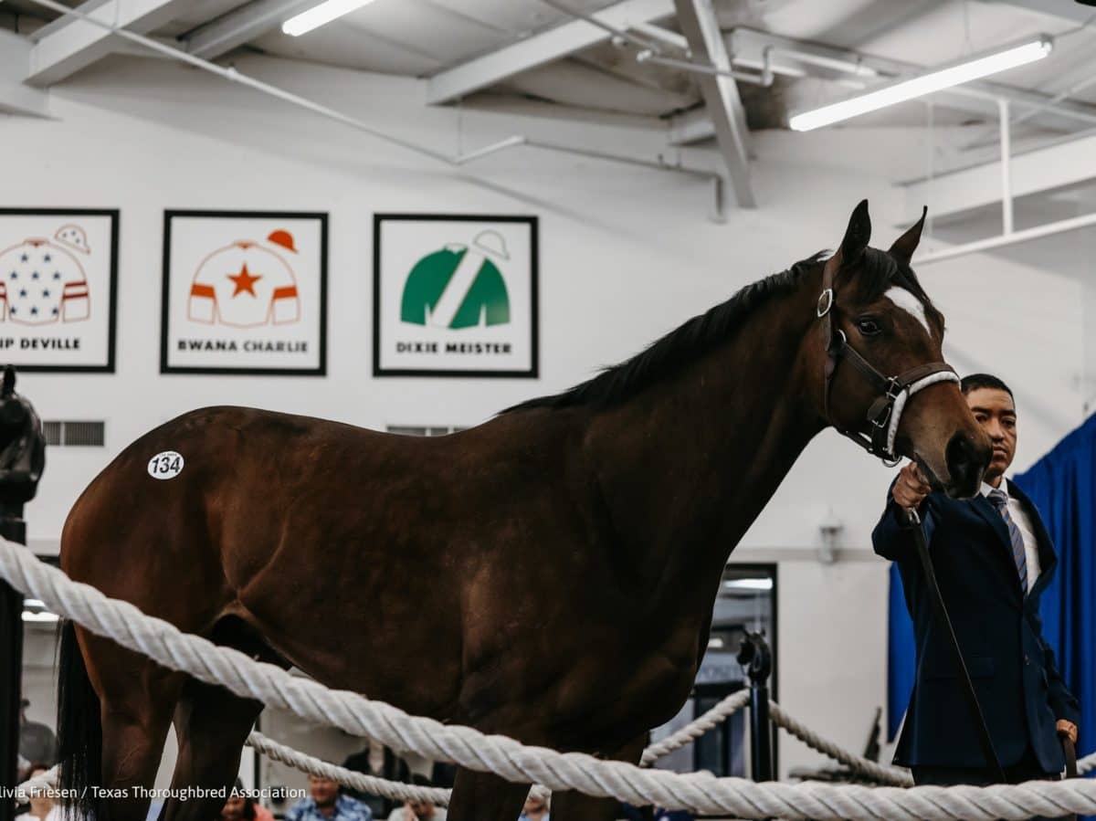 $200,000 filly | Purchased by Mansfield Racing | 2022 TEXAPR sale-topper | Photo courtesy TTA