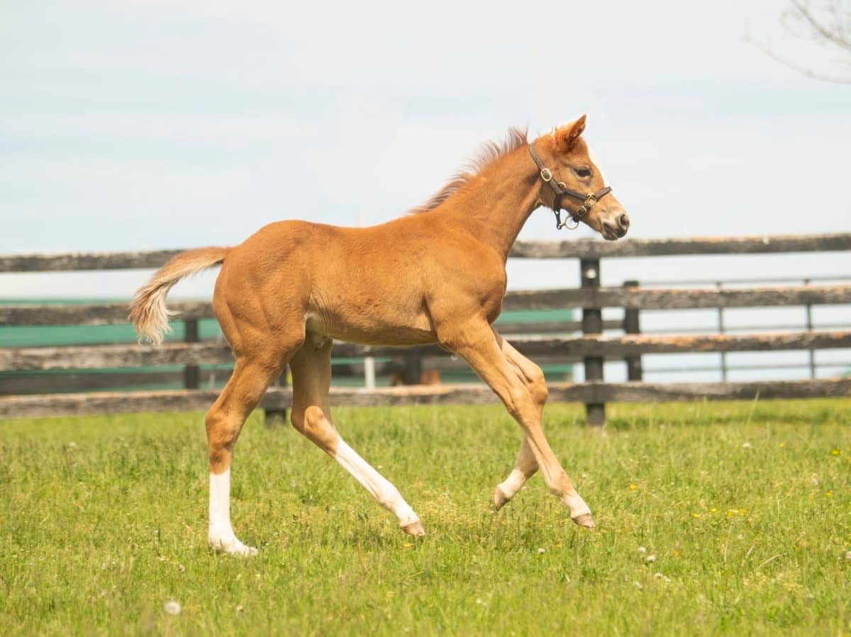 How Nice 20 filly | Pictured at 40 days old | Bred by Heaven Trees Farm | Photo by Spendthrift Farm / Autry Graham