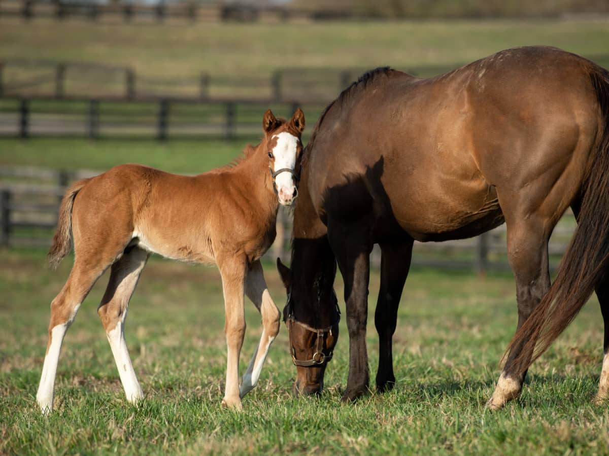 XOXO colt pictured at 23 days old | Bred by Spendthrift Farm | Spendthrift Farm / Autry Graham Photo
