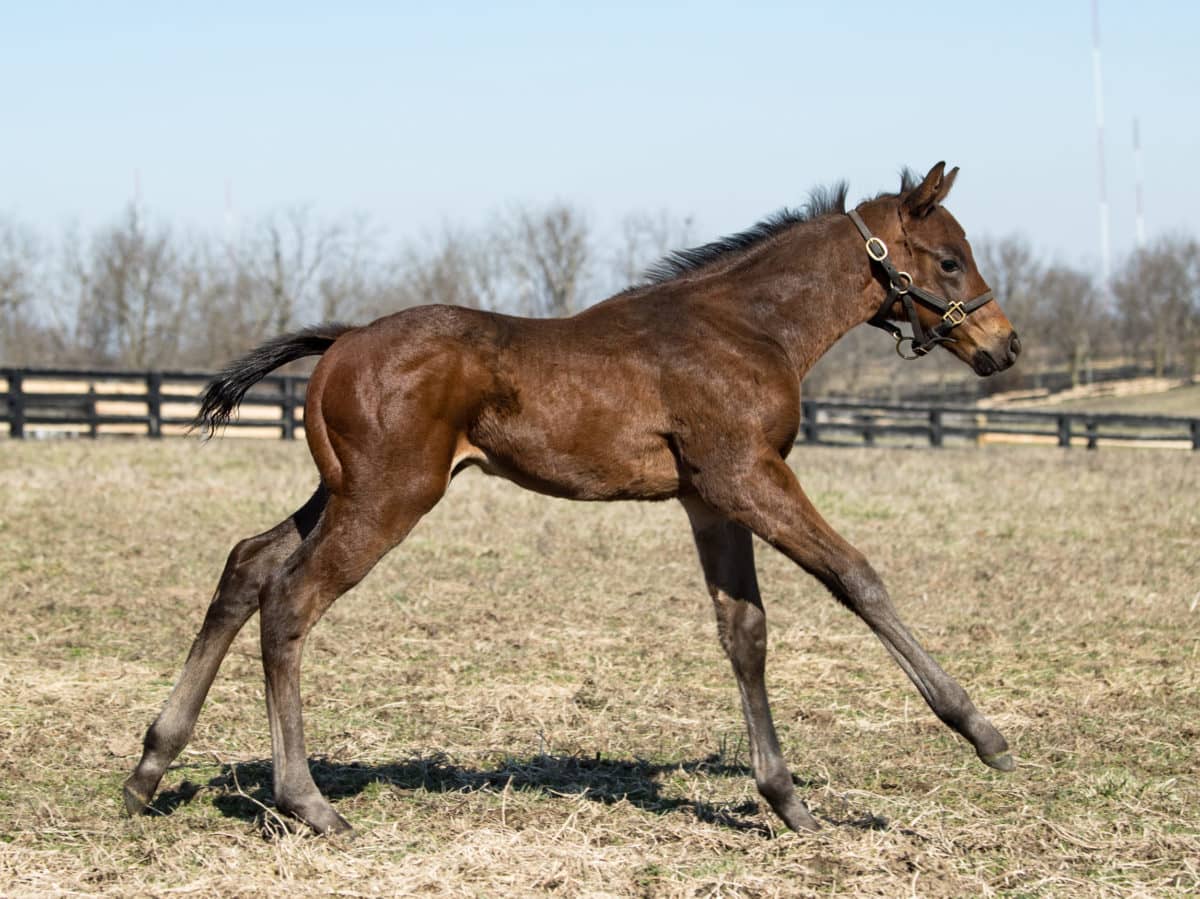 Malibu Cove 20 filly | Pictured at 19 days old, bred by Spendthrift Farm | Spendthrift / Autry Graham Photo