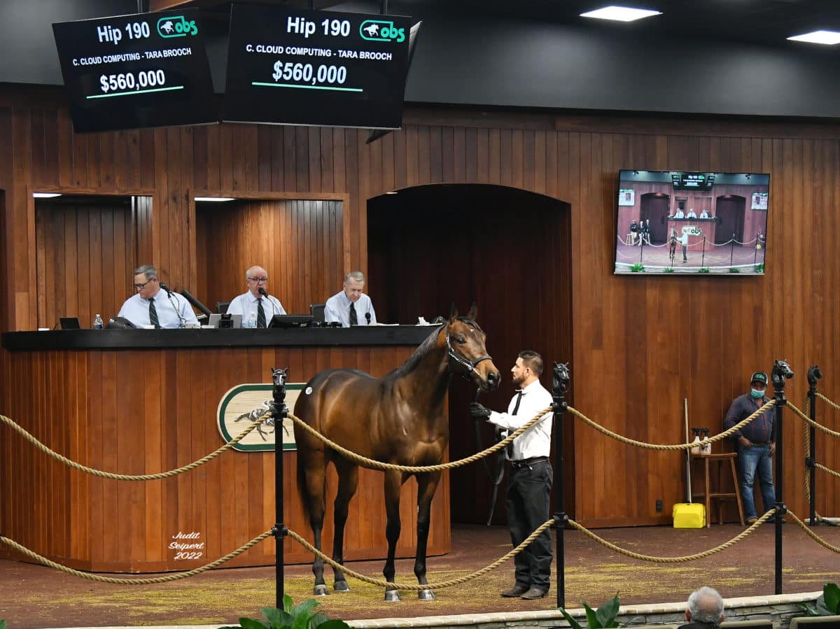 $560,000 colt | Hip 190 o/o Tara Brooch | Purchased by West Point / Talla Racing