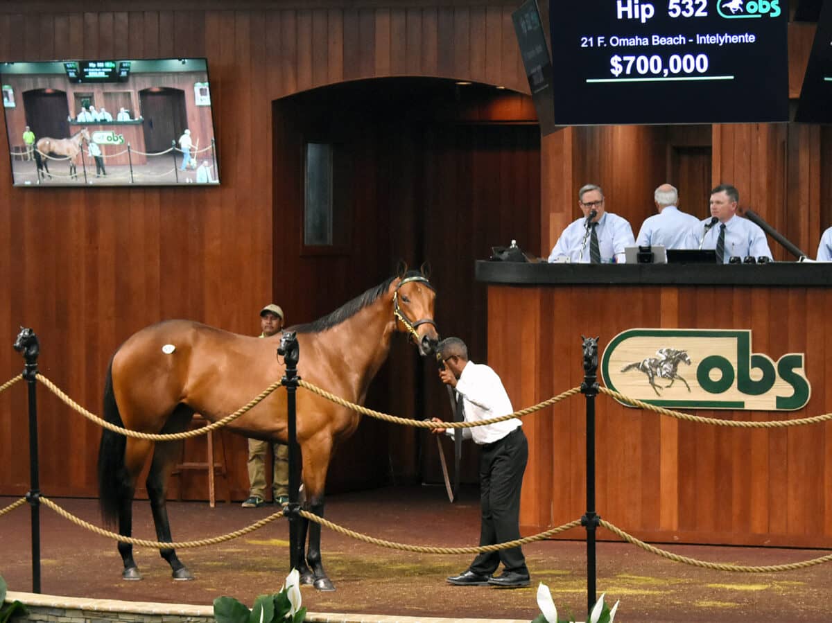 $700,000 | Filly o/o Intelyhente | Purchased by Clay Scherer, Agent | '23 OBSAPR | Judit Seipert photo