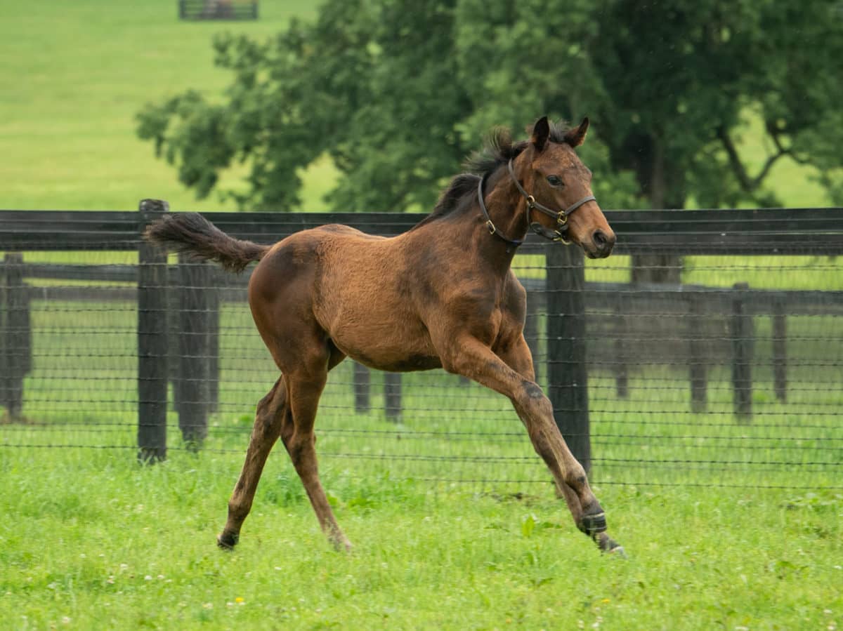 Sweet Awakening 21 filly | Pictured at 4 months old | Bred by Ron Kirk & Michael Riordan | Spendthrift Farm Photo