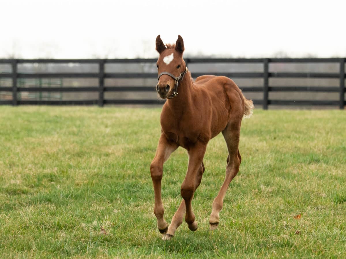 Galloping Ami 21 filly | Bred by Briarbrook Farm (Nick Lotz) | Spendthrift Farm Photo