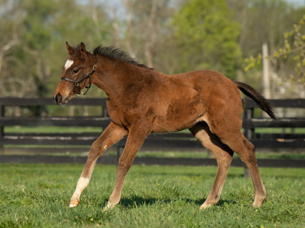 Lawanda 21 filly | Pictured at 3 months old | Bred by Clarkland Farm | Spendthrift Farm Photo