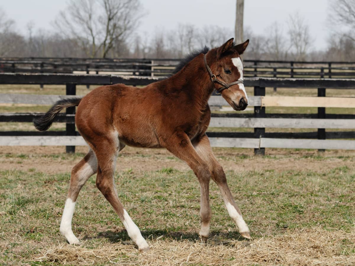 Box Office Smash 21 filly | Pictured at 1 month old | Bred by Mulholland Springs Farm | Spendthrift Farm Photo