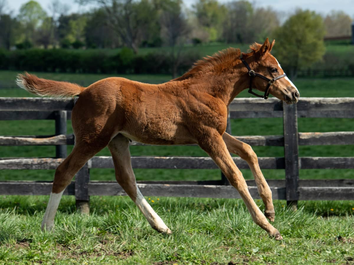 Twisted Adage 21 | Bred by Robert Slack | Spendthrift Farm Photo