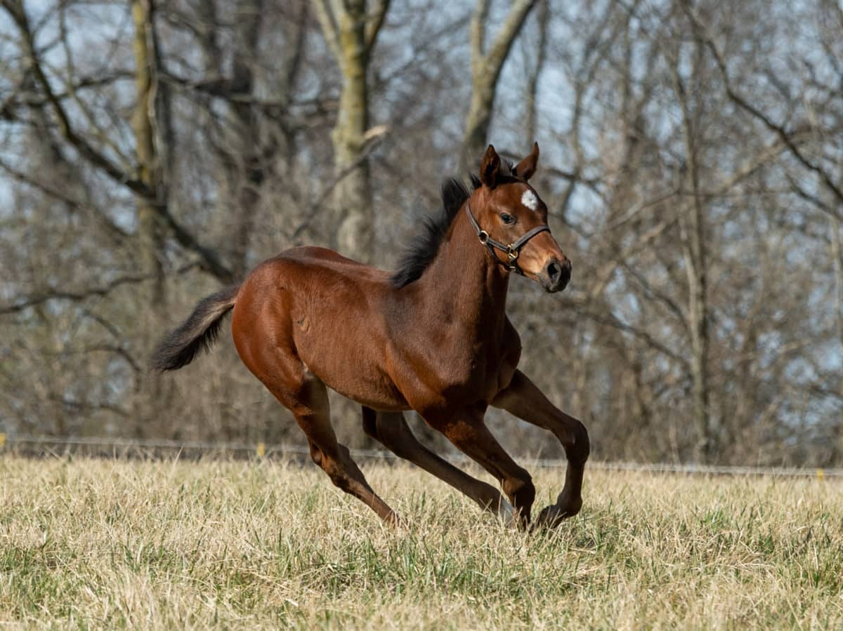 Quality Pearl 21 colt | Bred by Dove Crossing Thoroughbreds | Spendthrift Farm Photo