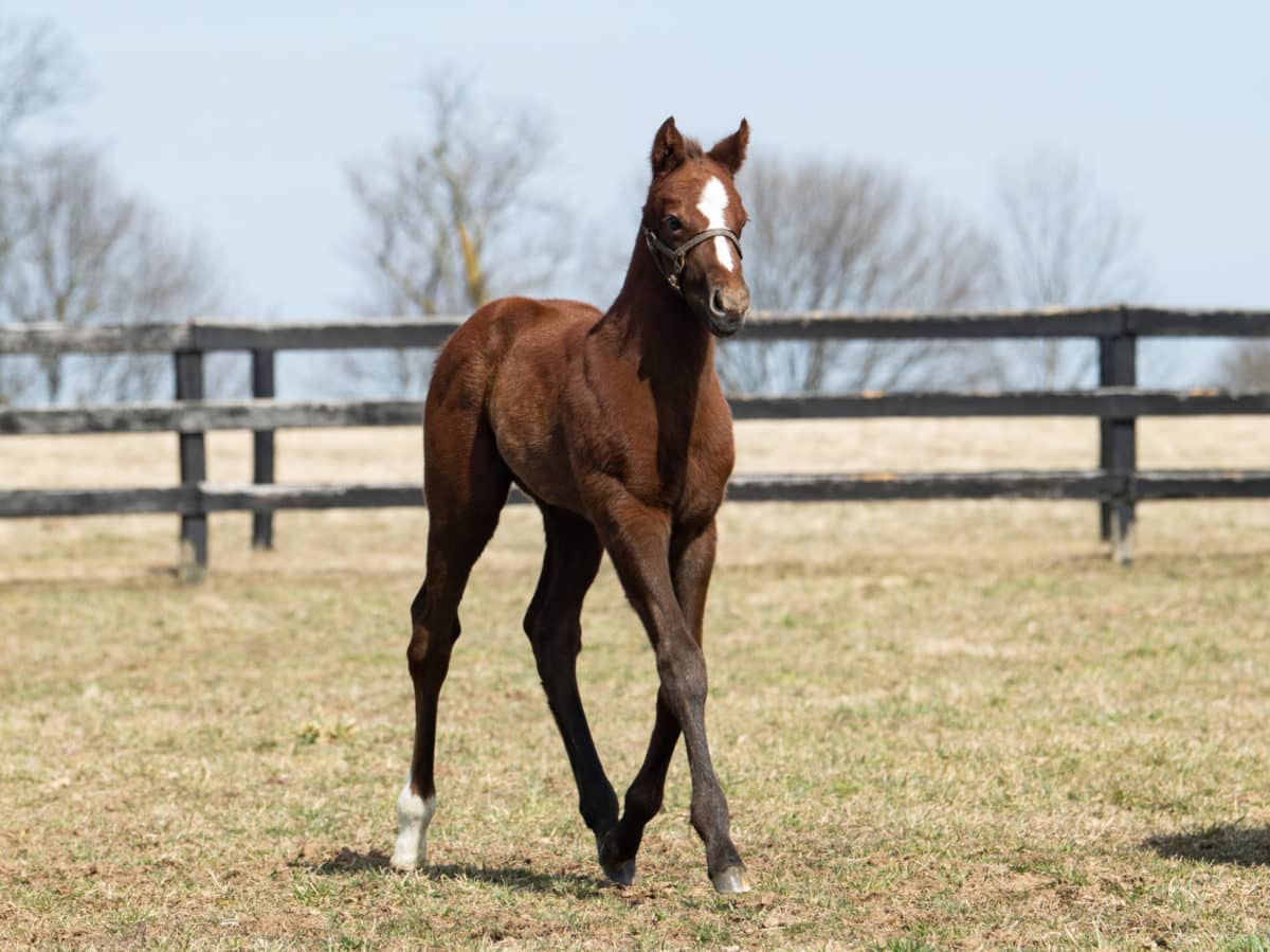 South Andros 2/19 colt | Pictured at 18 days old | Bred by Sierra Farm | Spendthrift Farm Photo