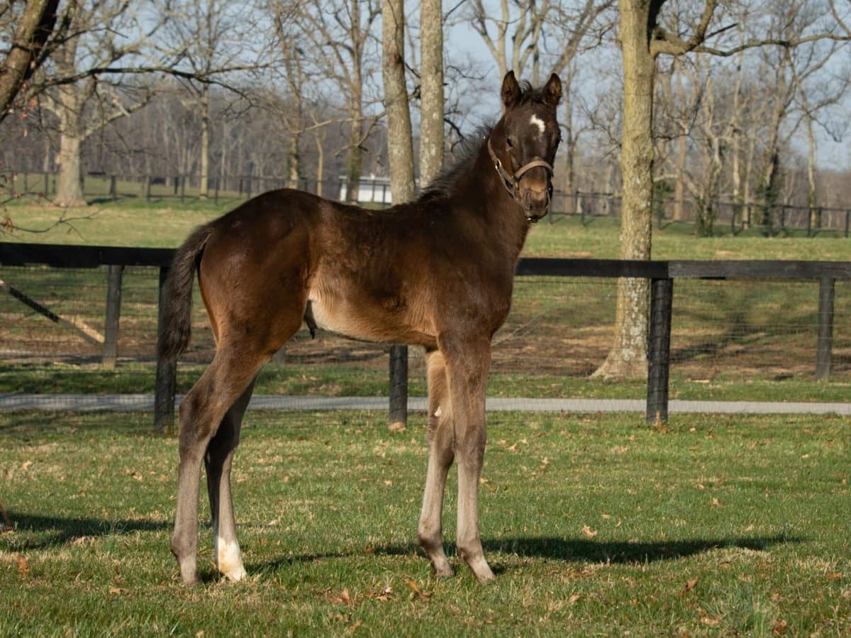 Classic Strike colt | Pictured at 2 weeks old | Bred by Three Chimneys Farm & Clearsky Farm | Autry Graham photo