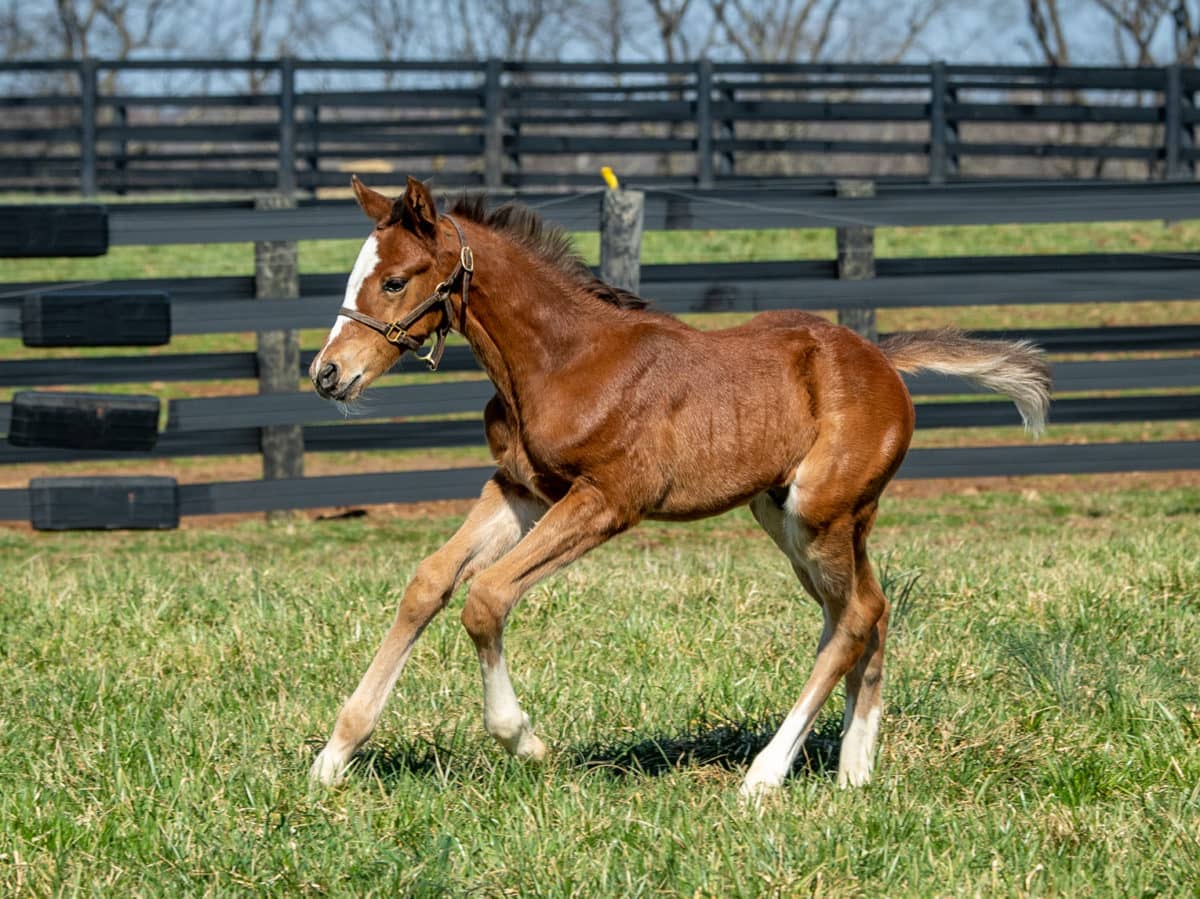 Munny Spunt colt | Pictured at less than 1 month old | Bred by Mountmellick Farm | Spendthrift Farm Photo