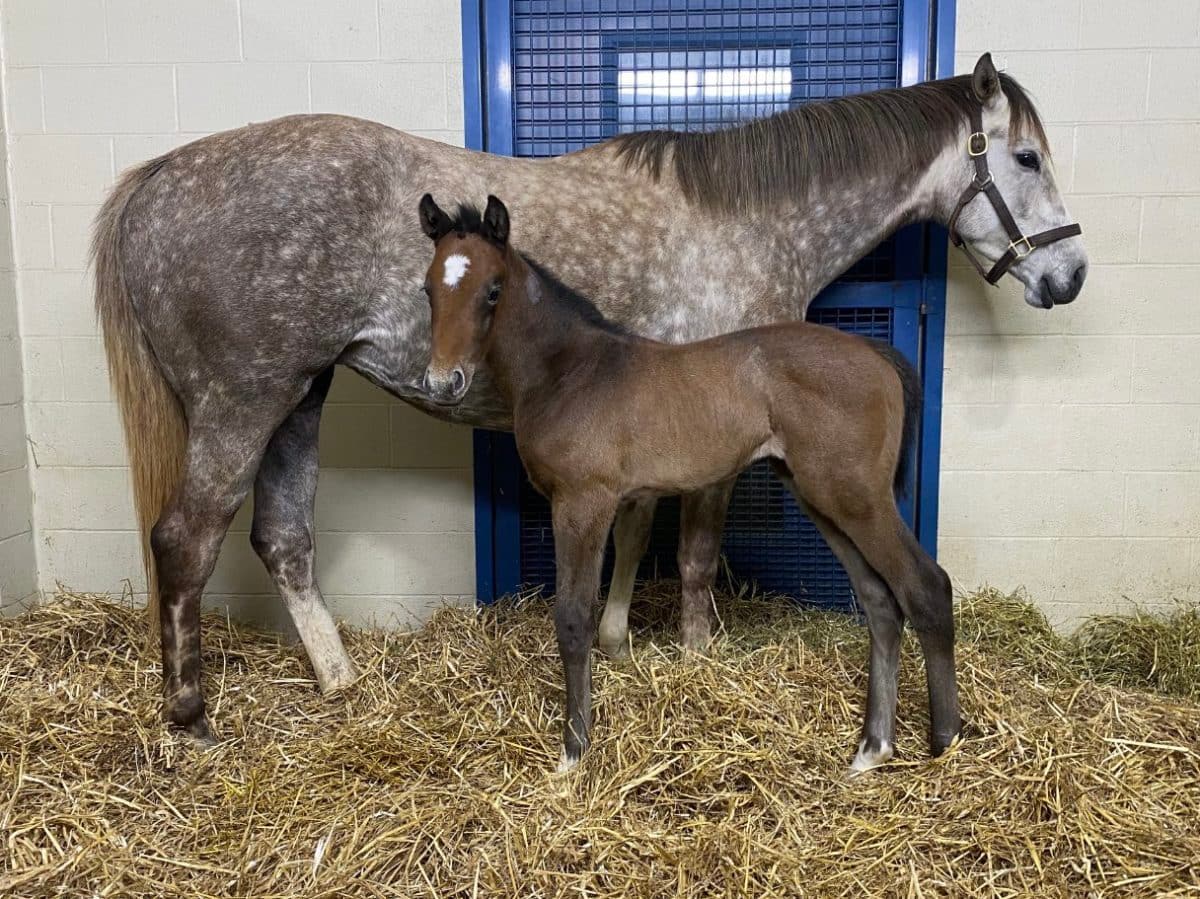 Tapit for Free filly | Pictured at 8 days old | Bred by Sycamore Hall Thoroughbreds