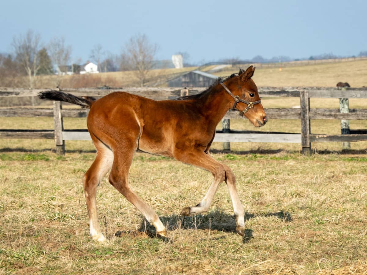 Incredible You colt | Pictured at 3 weeks old | Bred by Glencrest Farm | Spendthrift Farm Photo