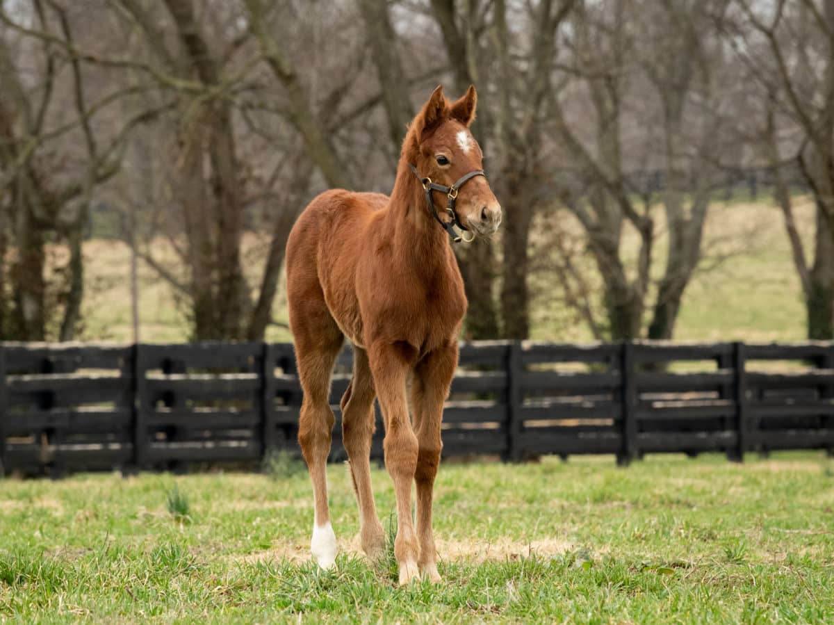 After The Rose colt | pictured at 1 month old | Bred by Spendthrift Farm | Spendthrift Farm Photo