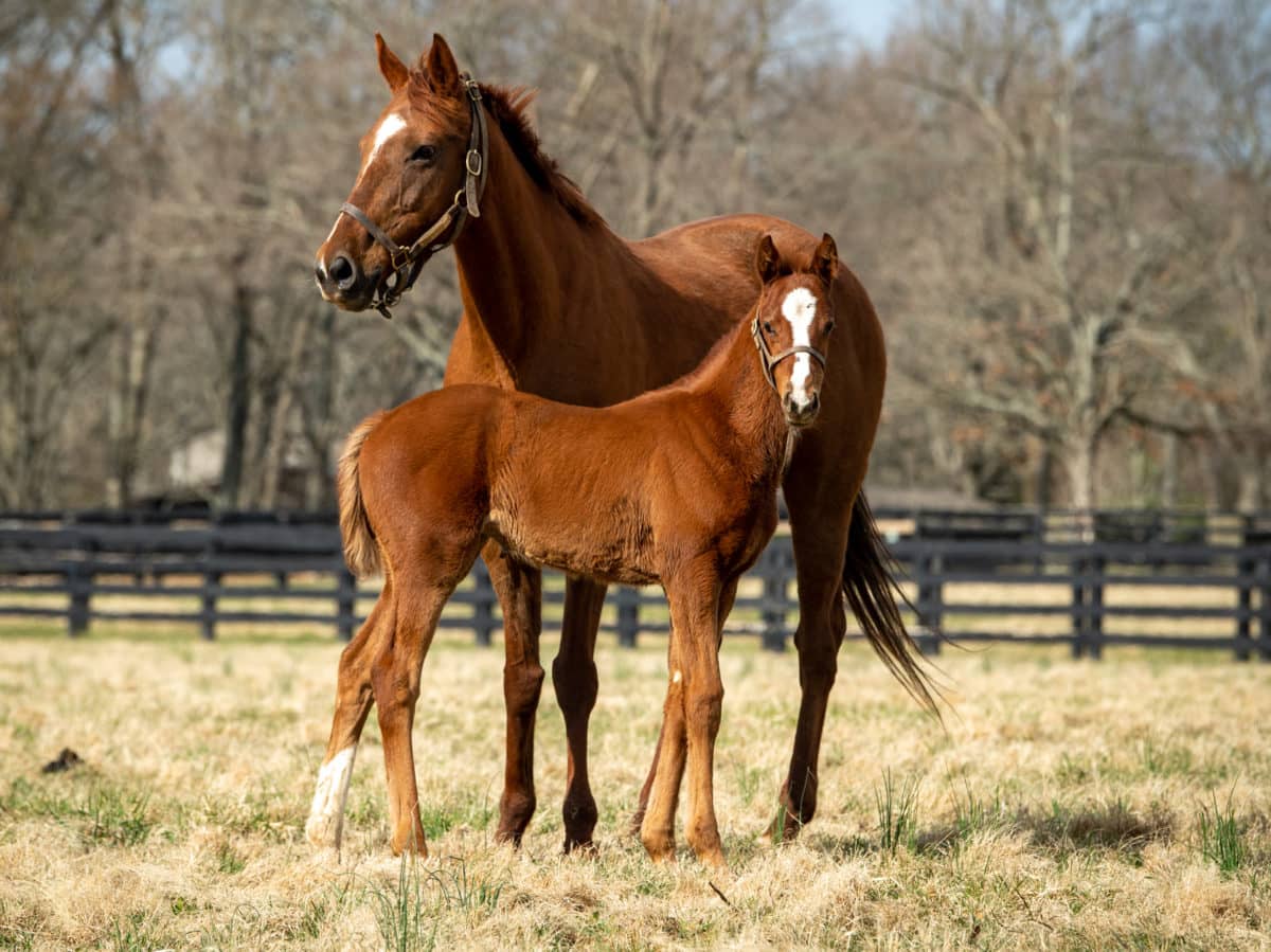Revelation Road filly | Pictured at 36 days old | Bred by Equine Futures LLC & Paul Jackson
