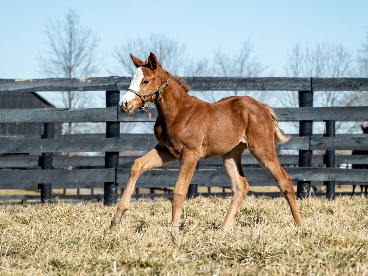 Making a Point filly | Pictured at 24 days old | Bred by Saratoga Glen Farm & Dean Purdom