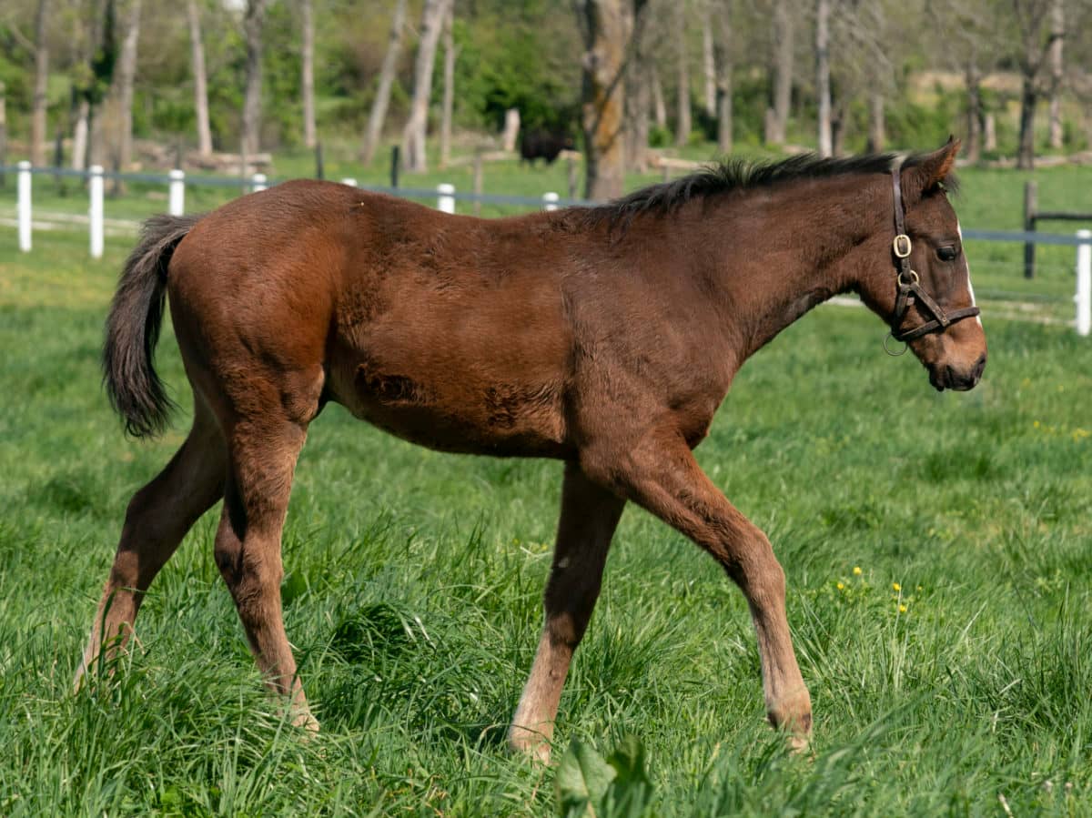 Into Oblivion colt | Pictured at 86 days old | Bred by James Paliafito & Joann Adams | Mathea Kelley photo