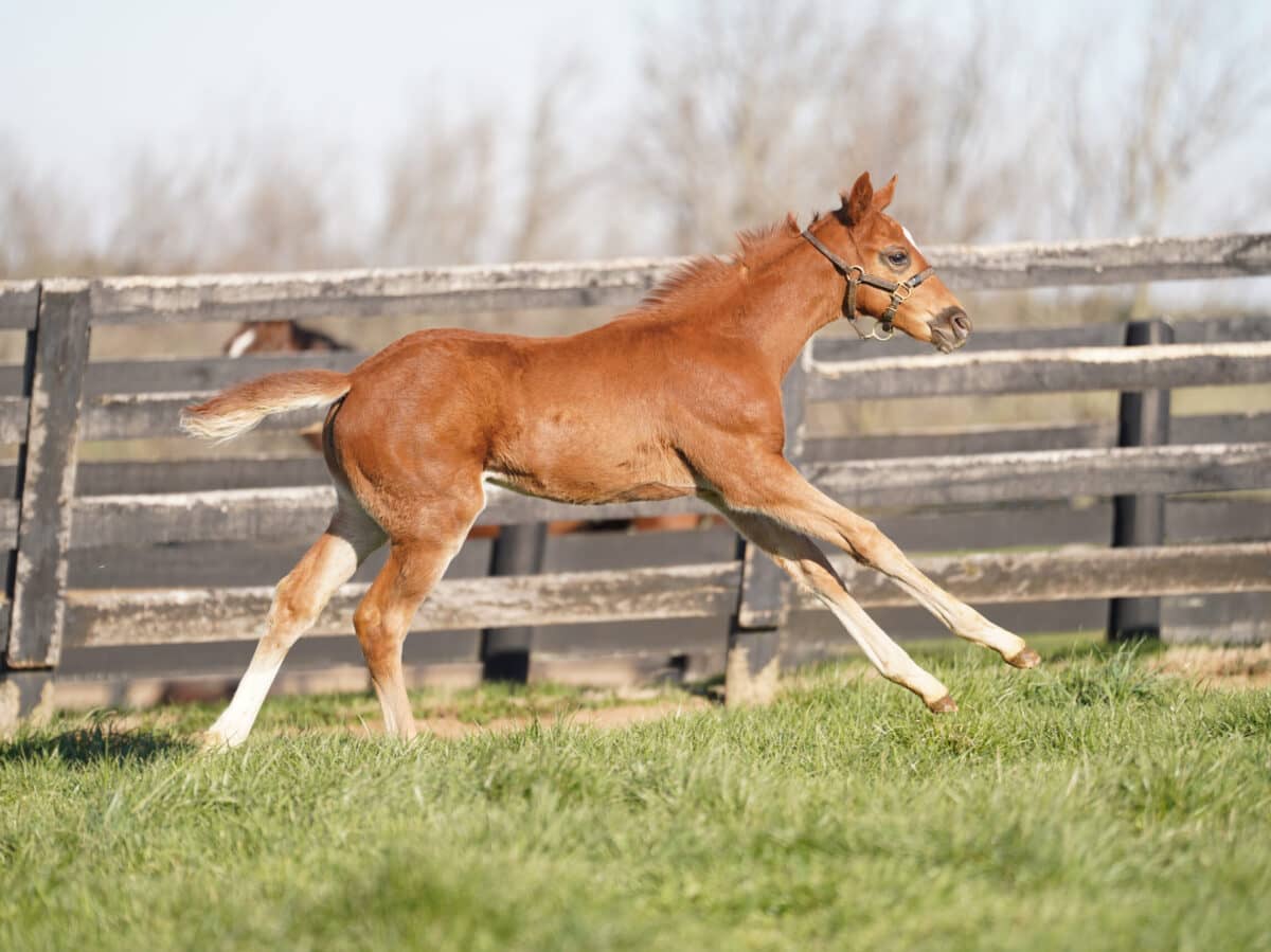 Annie Go Lightly filly | Pictured at 42 days old | Bred by Sequel Thoroughbreds & Magnolia Mares | Nicole Finch photo