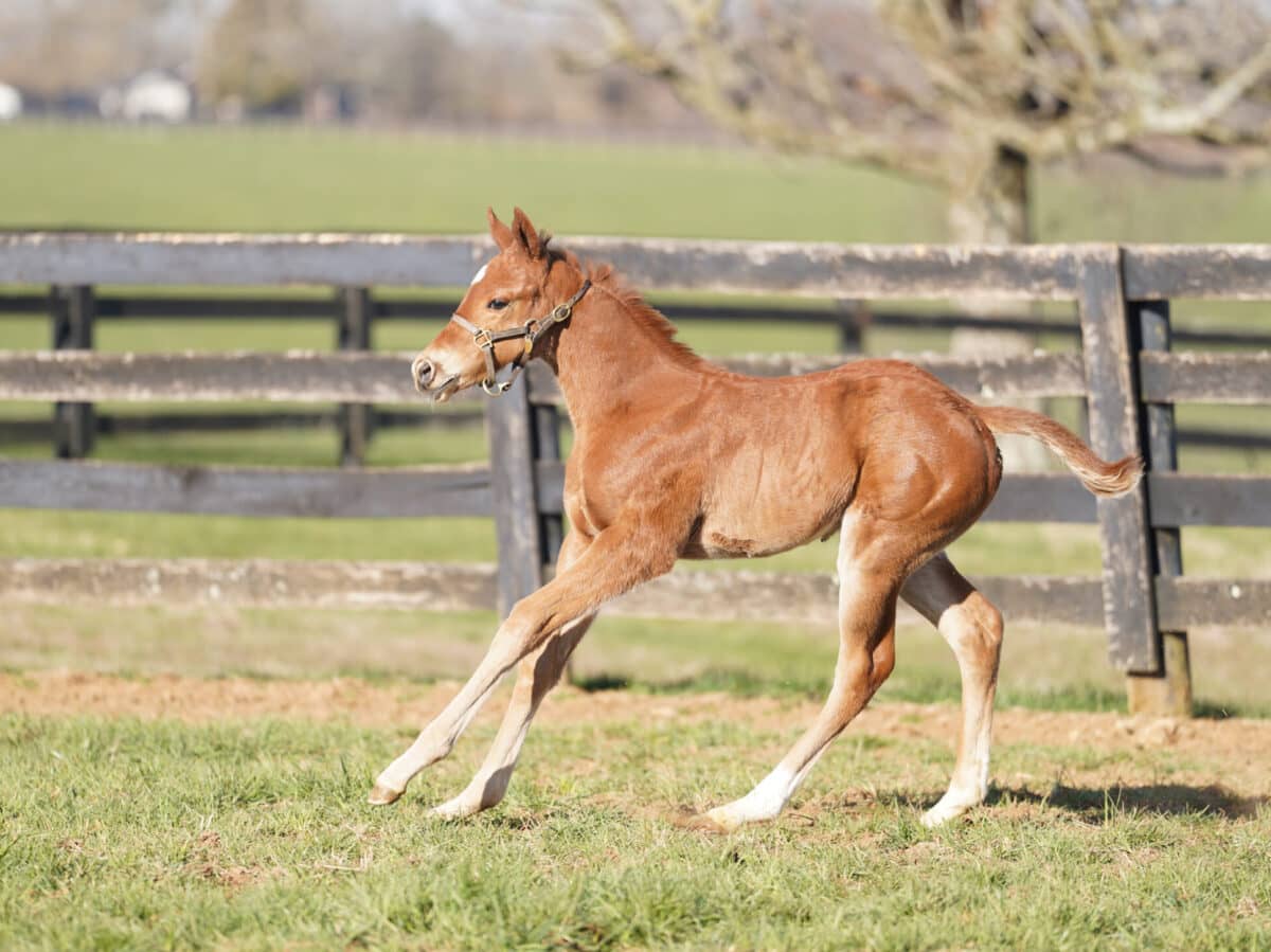 Huckleberry filly | Pictured at 21 days old | Bred by Ashley Hiller | Nicole Finch photo