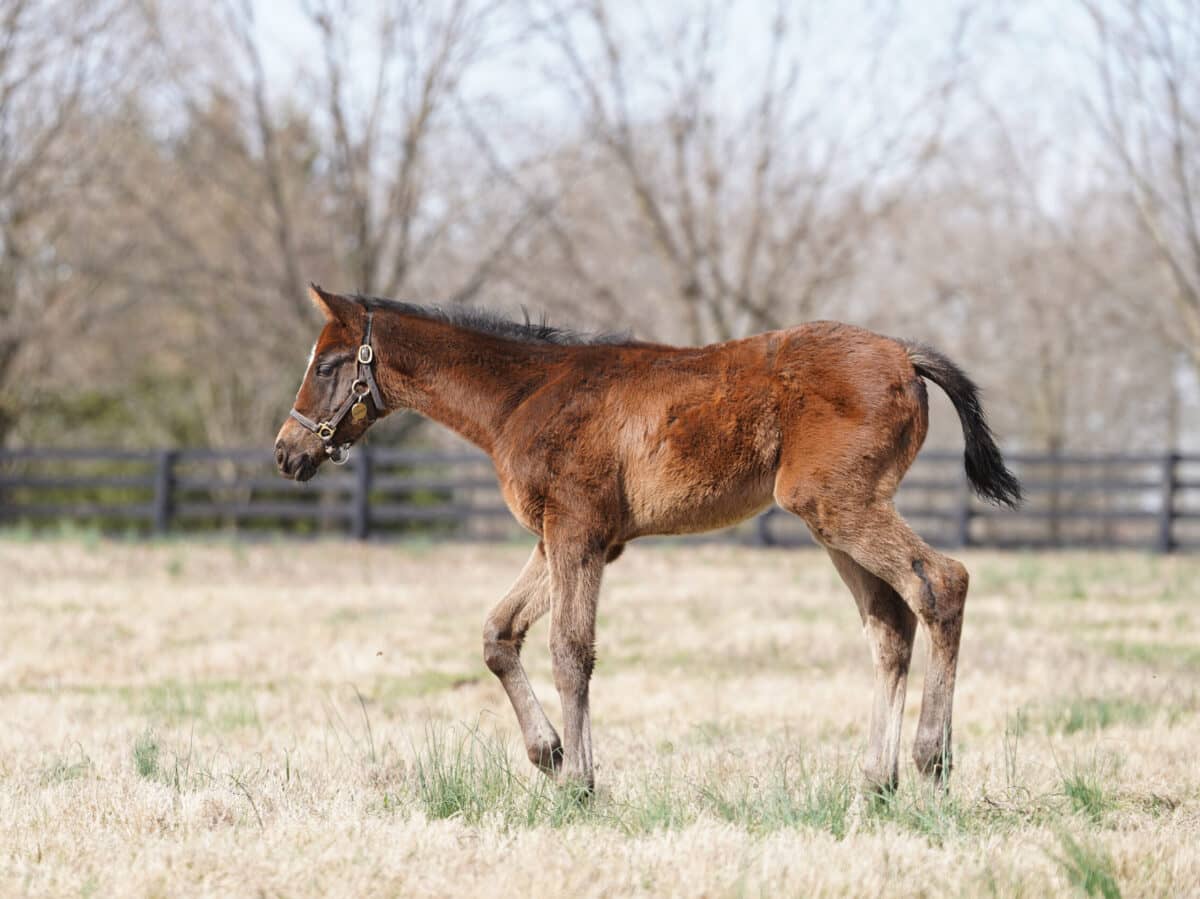 Yesshewill filly | Pictured at 48 days old | Bred by Wasabi Stables, Thomas Johnson, Vandelay Stables, et al | Nicole Finch photo