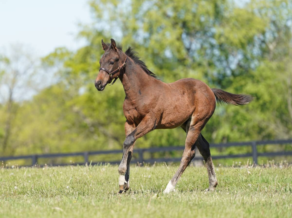 Burdeos colt | Pictured at 3 months old | Bred by Craig Upham | Nicole Finch photo