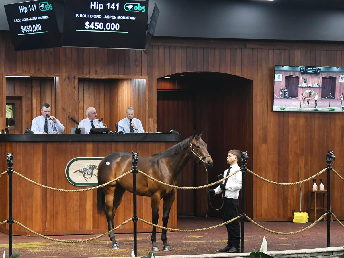 $450,000 filly | Hip 141 o/o Aspen Mountain | Purchased by Oliver St Lawrence Bloodstock | Judit Seipert photo