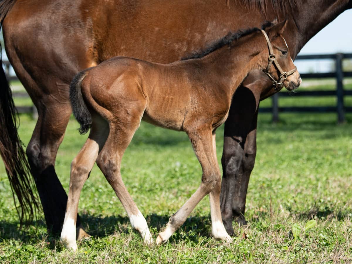 Our Whiskey Girls 20 colt | Pictured at 6 days old | Bred by Sycamore Bark Farm LLC | Photo by Spendthrift Farm / Autry Graham