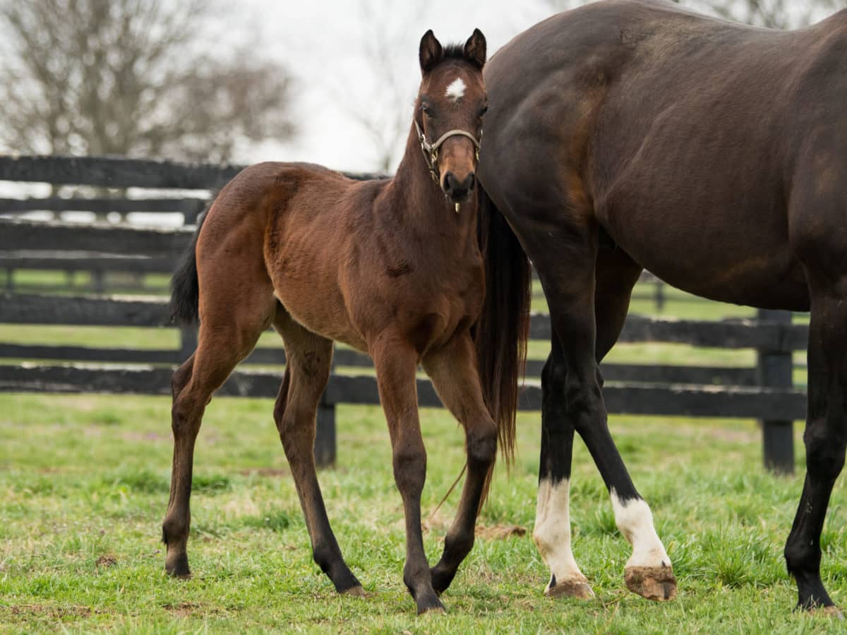 Rainbow Bridge filly pictured at 22 days old | Bred by Wen-Mick Thoroughbreds | Spendthrift Farm / Autry Graham photo