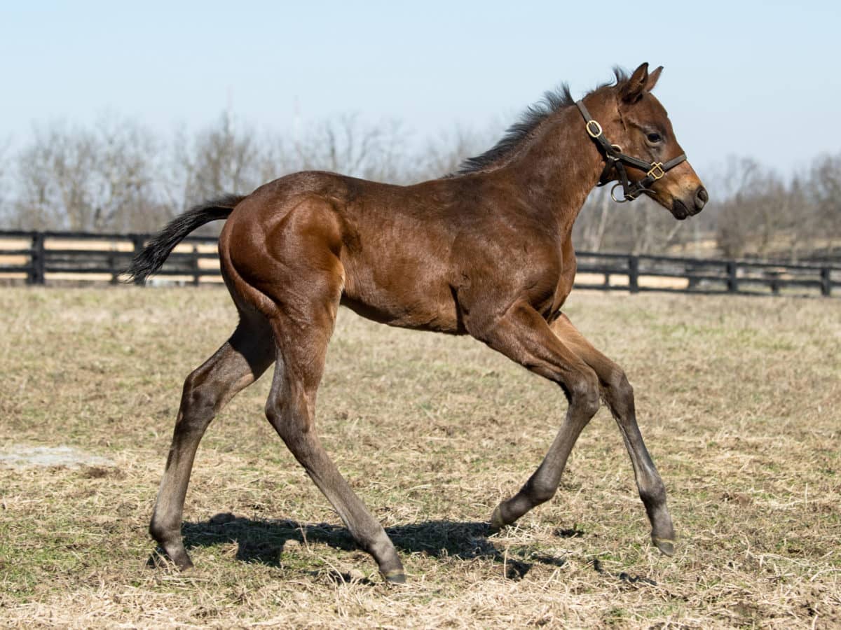 Malibu Cove 20 filly | Pictured at 19 days old, bred by Spendthrift Farm | Spendthrift / Autry Graham Photo