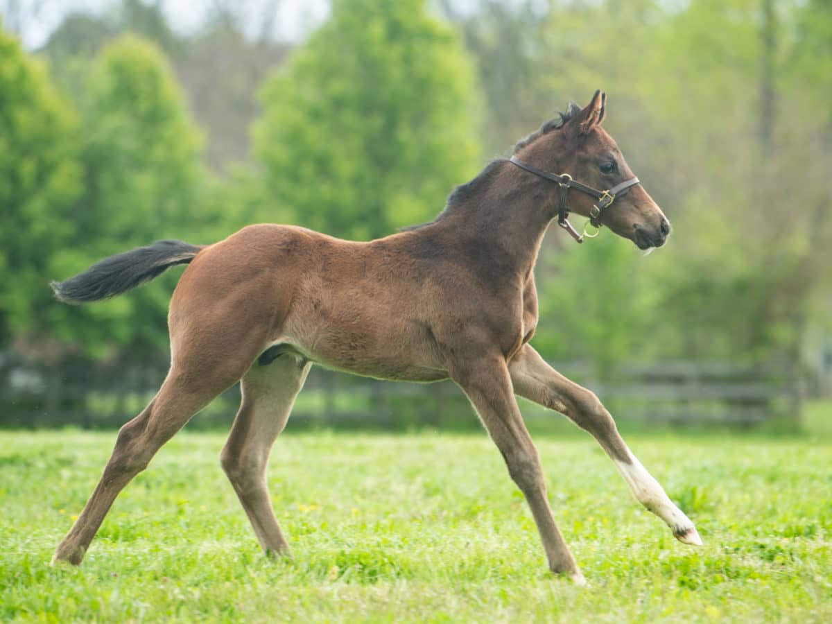 Bide A Wee Island 20 colt | Pictured at 28 days old | Bred by Julia Rice | Photo by Spendthrift Farm / Autry Graham