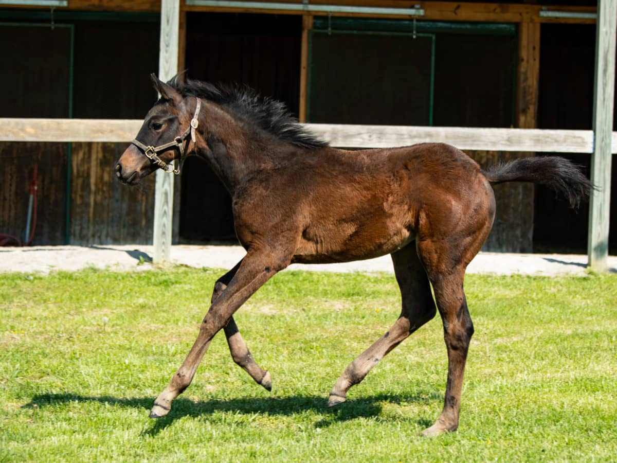 Maggie Simon 20 filly | Bred by Billy Murphy | Photo by Spendthrift Farm / Autry Graham