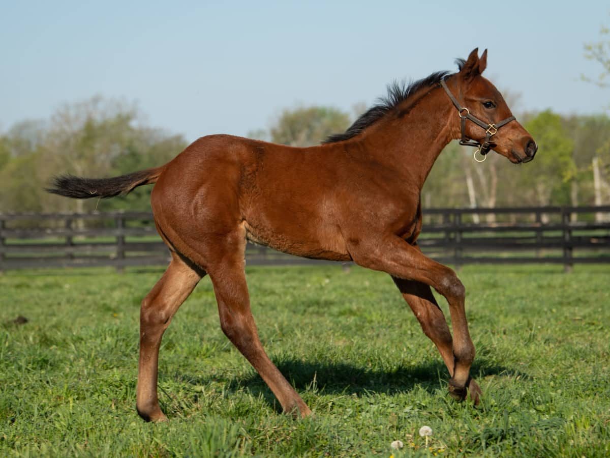 Maybellene 21 colt | Pictured at 2 months old | Bred by Clarkland Farm | Spendthrift Farm Photo