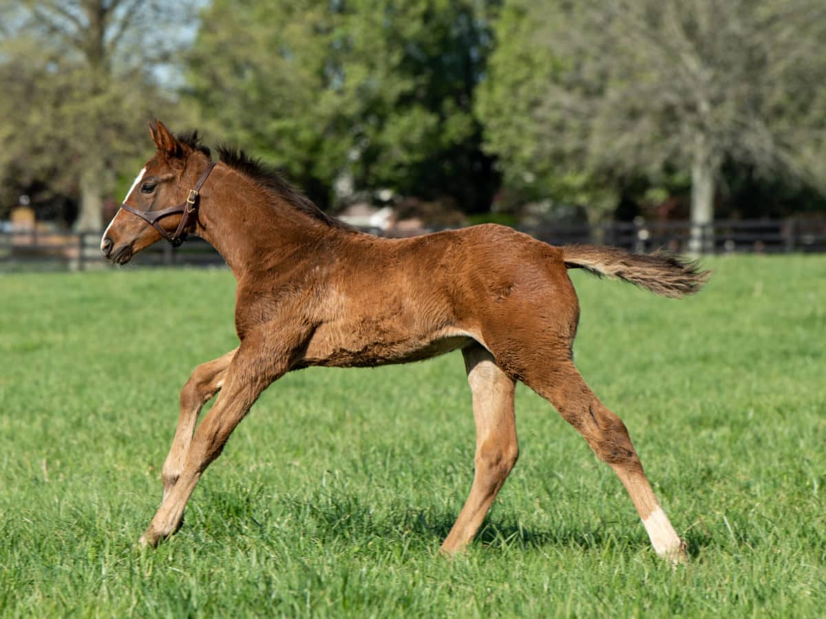 Lady Lil 21 | Pictured at 15 days old | Pictured at Fox Hill Paso Fino Farm | Spendthrift Farm Photo