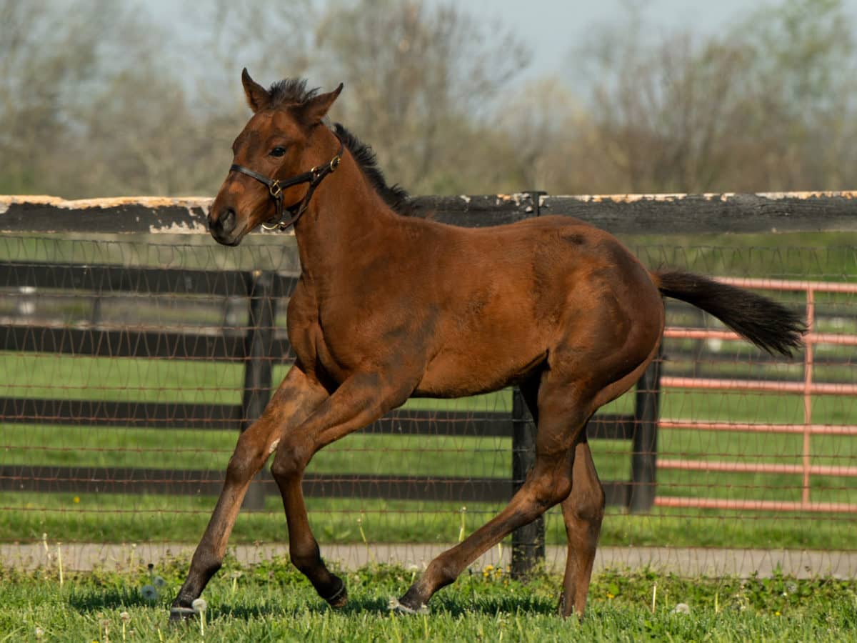 Shaken 21 | Pictured at 70 days old | Bred by Mark Stansell | Spendthrift Farm Photo