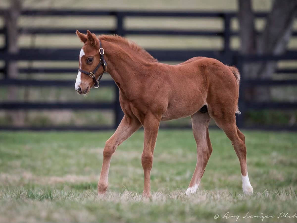 Melody Girl '21 Colt | Bred by Glencrest Farm | Amy Lanigan photo