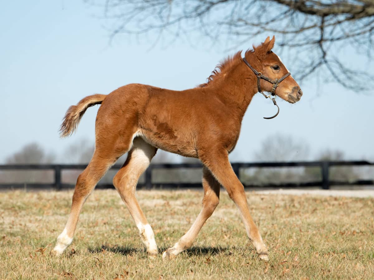 Madam Aamoura 21 filly | Pictured at 1 month old | Bred by Elizabeth La Pierre & Jennifer Given | Spendthrift Farm Photo