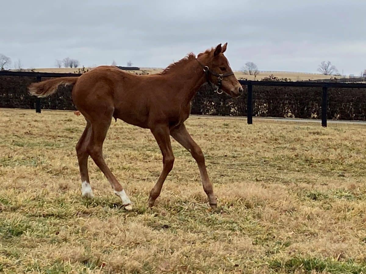 Secret Ingredient 21 colt | Pictured at 25 days old | Bred by Siena Farm