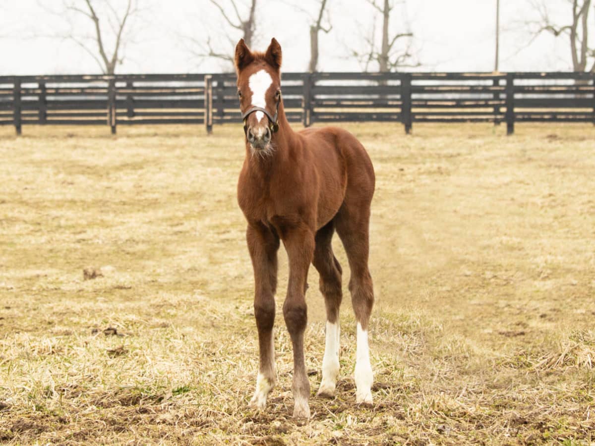 Coup de Coeur 21 colt | Pictured at 9 days old | Bred by Spendthrift Farm | Spendthrift Farm Photo