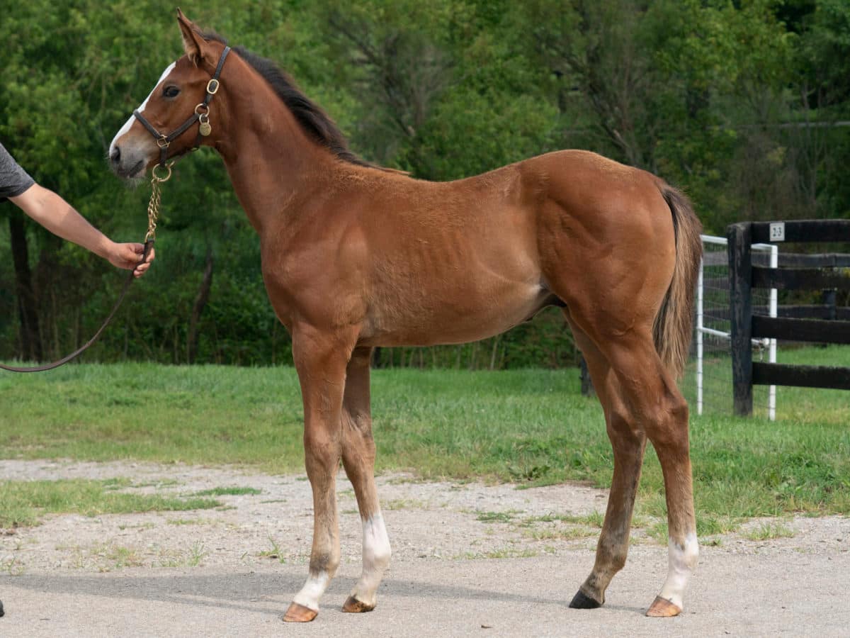 Pomeroys Pistol colt | Pictured at 3 months old | Bred by Jeff Drown & Don Rachel | Mathea Kelley photo