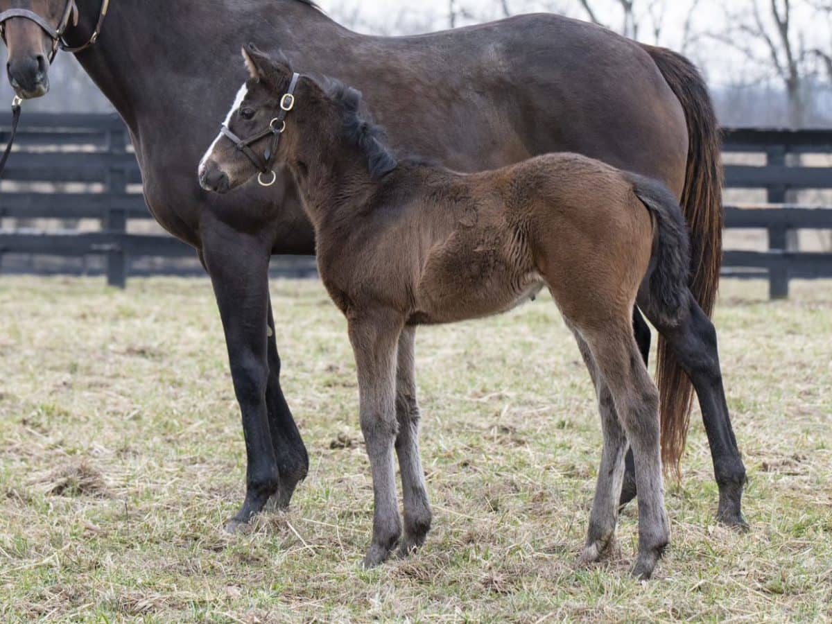 Trenchtown Cat filly | Pictured at 5 weeks old | Bred by Sam & Jo Pollock | Kelcey Loges Photo