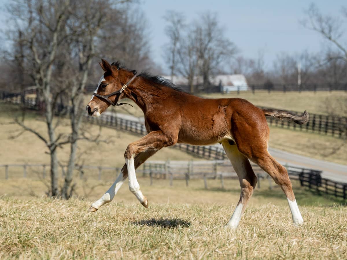Mimi's Tiz colt | Pictured at 5 weeks old | Bred by Loren Nichols | Spendthrift Farm Photo