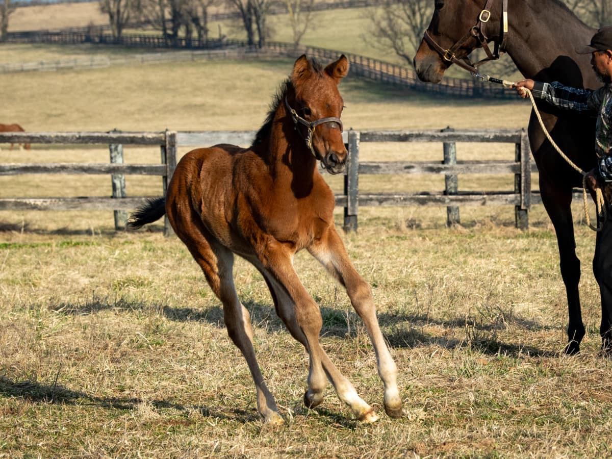 Incredible You colt | Pictured at 3 weeks old | Bred by Glencrest Farm | Spendthrift Farm Photo