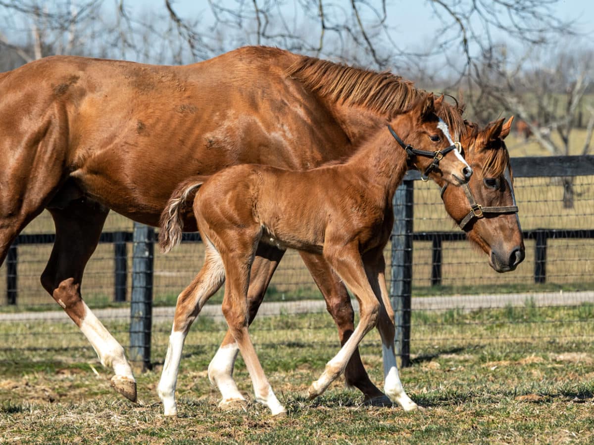 Champagne Humor filly | pictured at 13 days old | bred by Brandywine Farm | Spendthrift Farm Photo