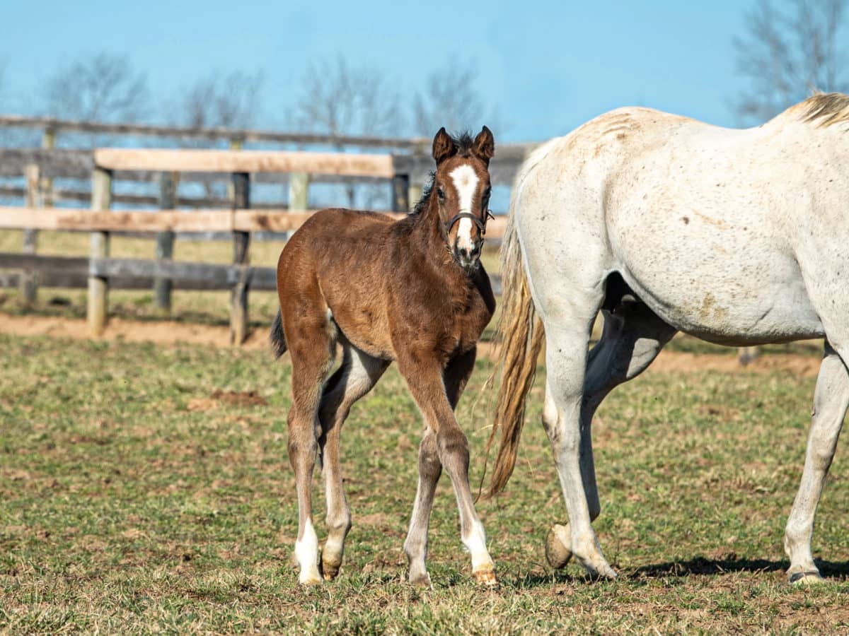 Aguilera filly | pictured at 5 weeks old | Bred by Seclusive Farm + Chester and Anne Prince | Spendthrift Farm Photo