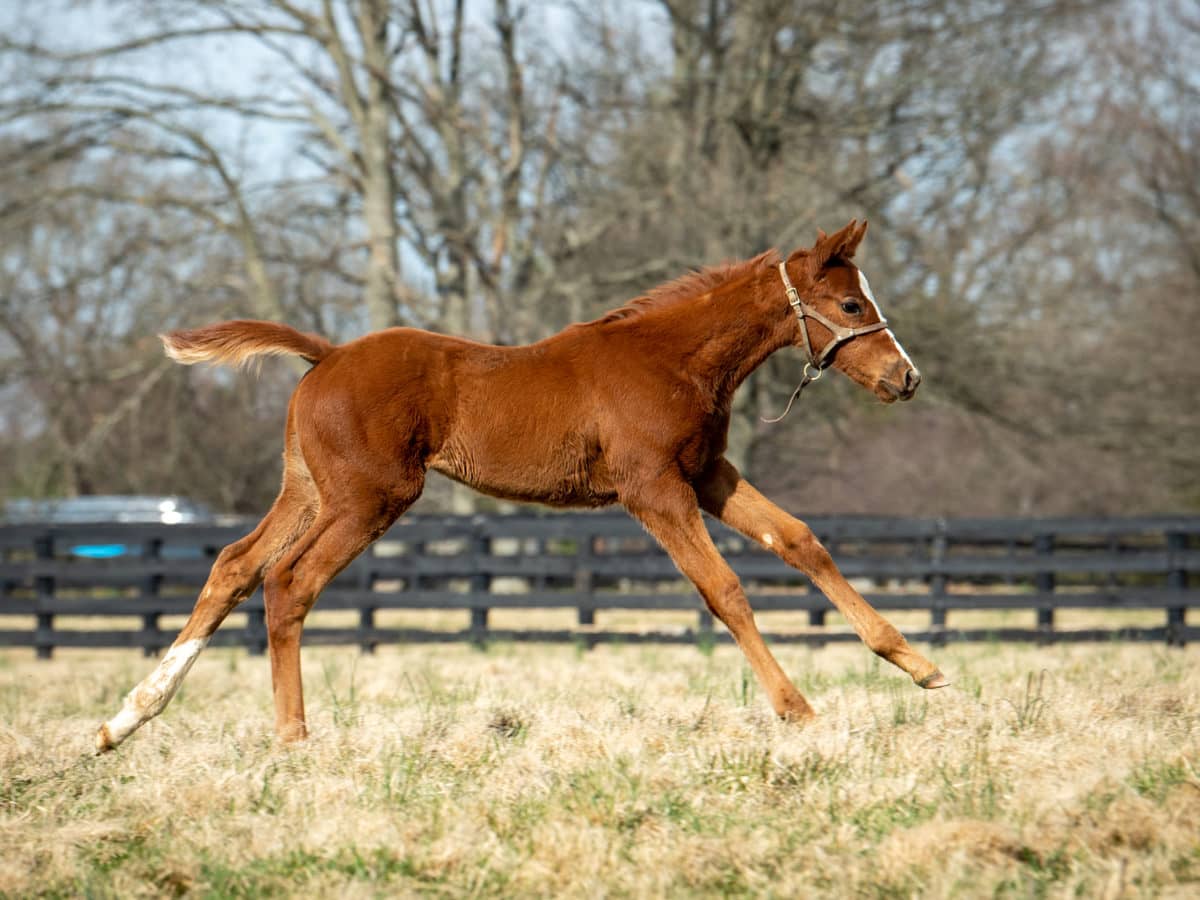 Revelation Road filly | Pictured at 36 days old | Bred by Equine Futures LLC & Paul Jackson